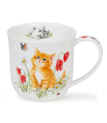 Kittens | Cumbrae