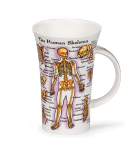 Human Body / Skeleton