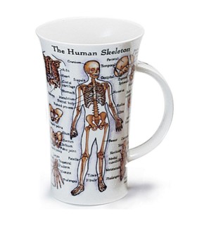 Human Body / Skeleton